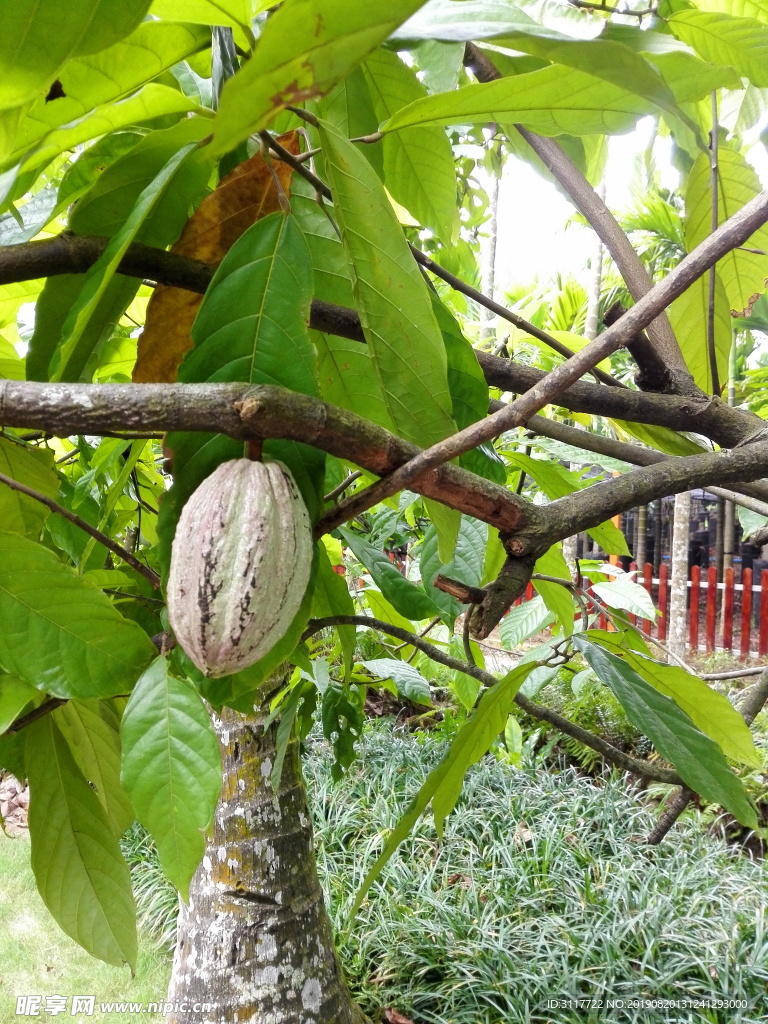 興隆植物園 樹種 奇觀 植物