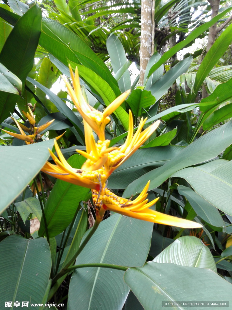 興隆植物園 樹種 奇觀 植物