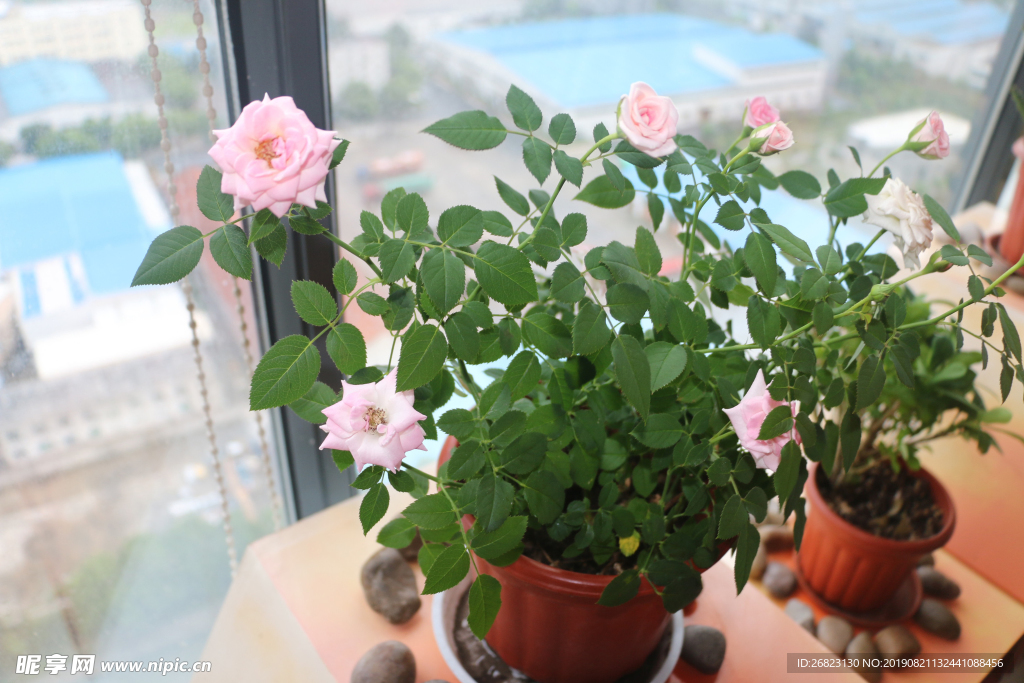 花圖片辦公室 月季花 粉色花