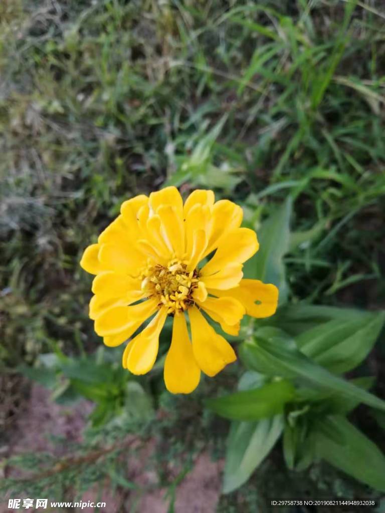 花 黃色 草地 綠色