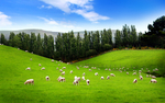 广阔大草原上的羊群