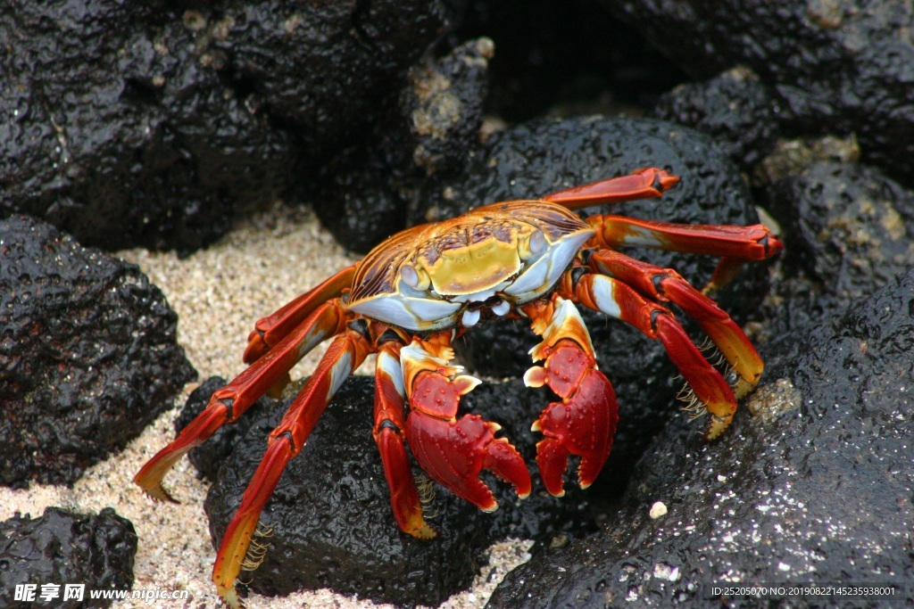 海滩红色螃蟹