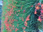 花火