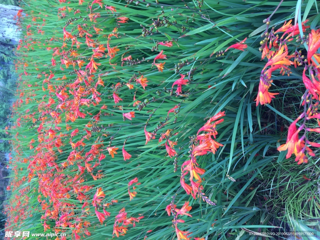 花火