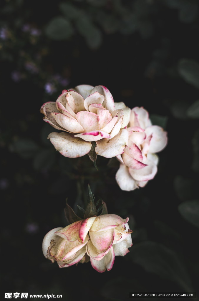 白色枯萎玫瑰花