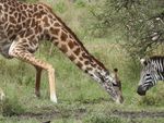 长颈鹿低头吃草