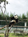熊猫辉辉