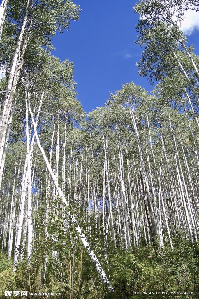 白杨木树在夏天在科罗拉多