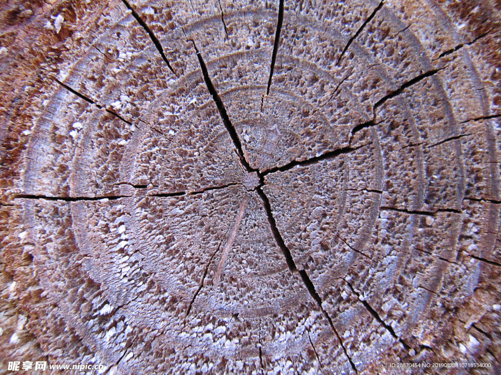 樹環(huán)年輪