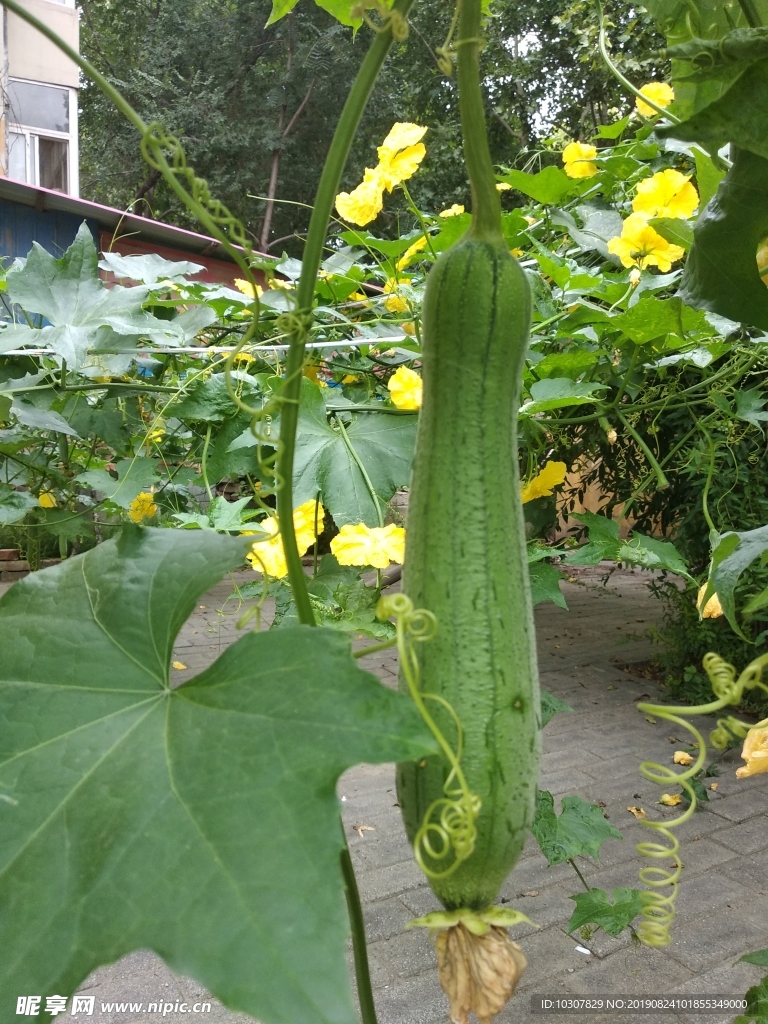 絲瓜 勝瓜 菜瓜 蔬菜