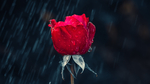 红色玫瑰花朵植物背景