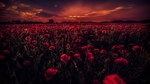 红色花朵晚霞背景草原
