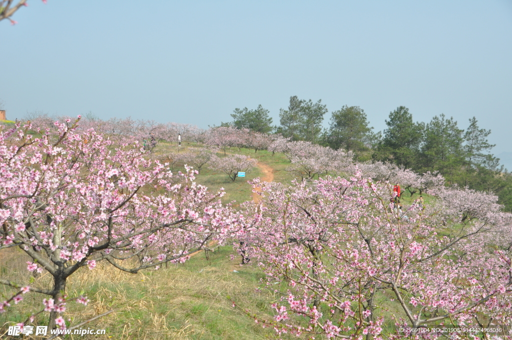 桃花嶺
