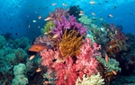 海底珊瑚鱼群海水