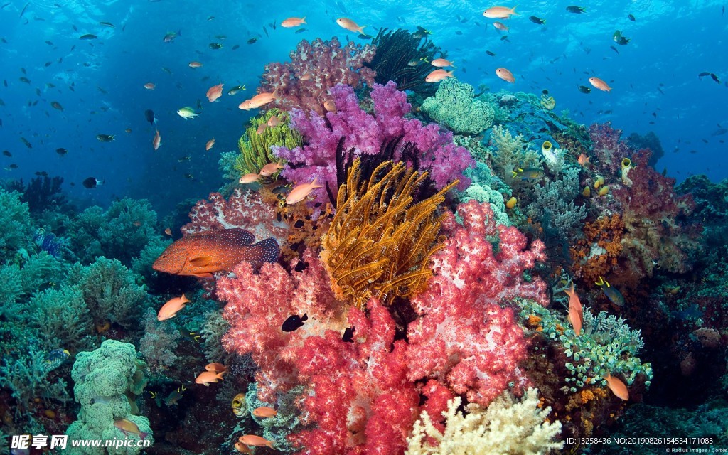 海底珊瑚魚群海水