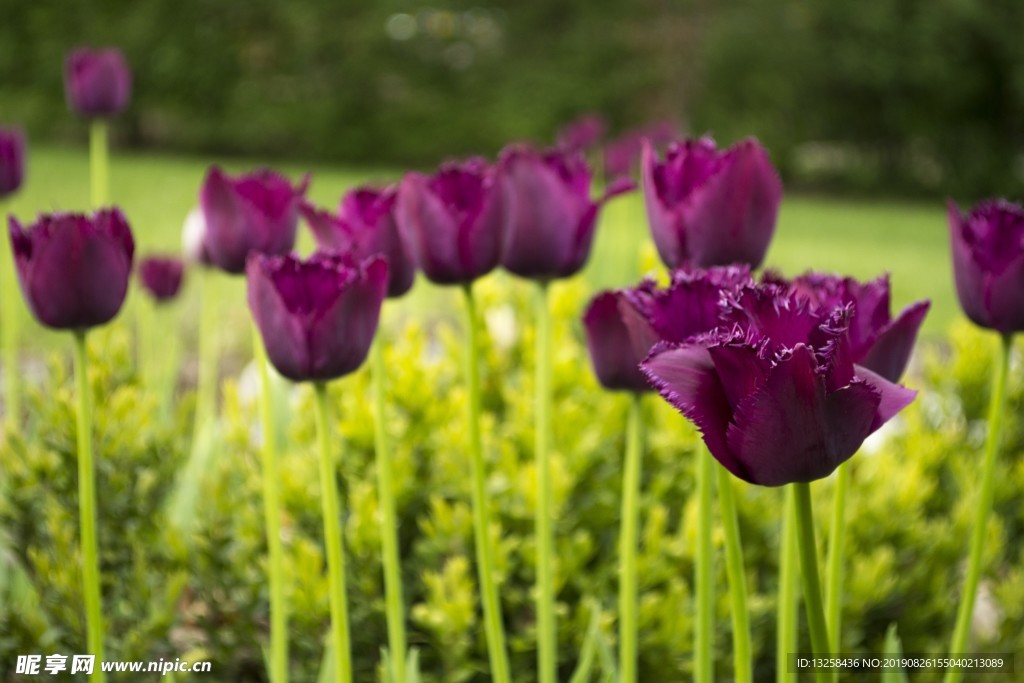 紫色花朵郁金香