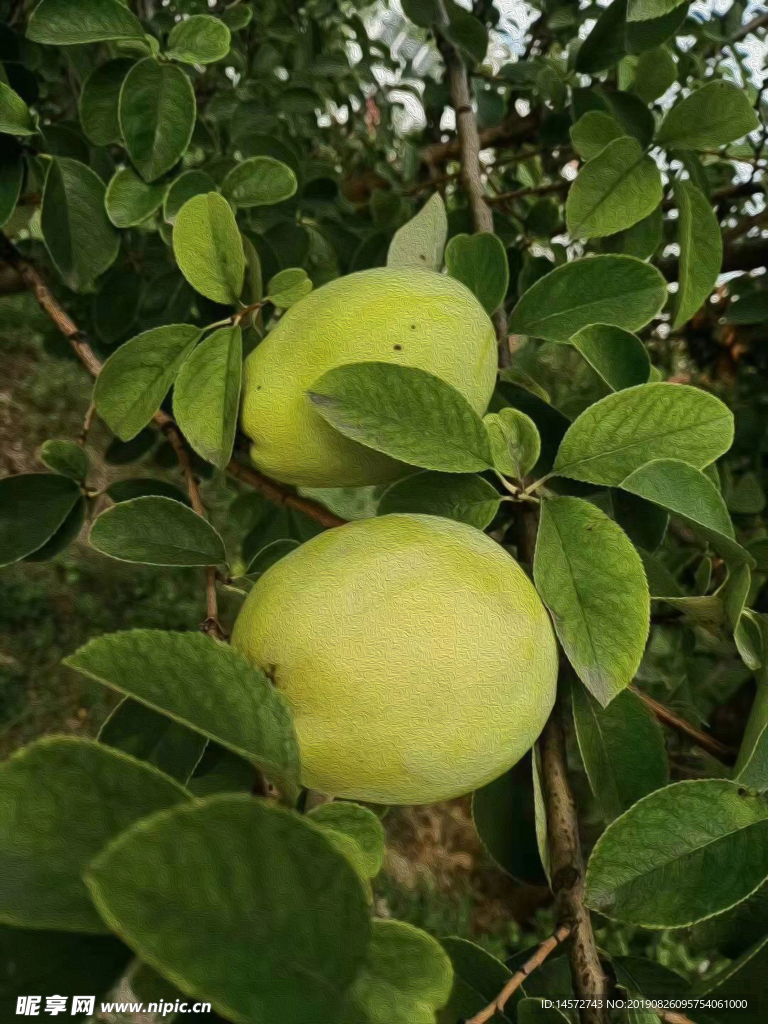 木瓜摄影图