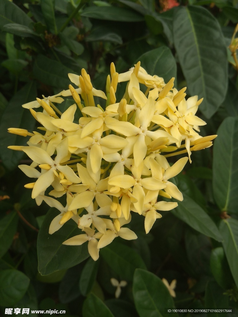 黃色山茶花