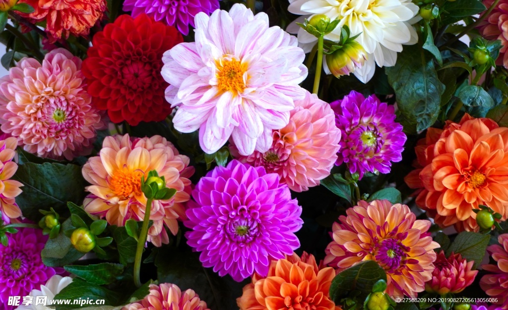 花叢