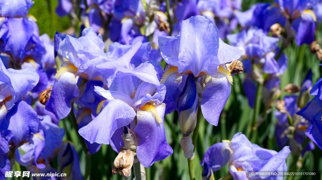 藍花