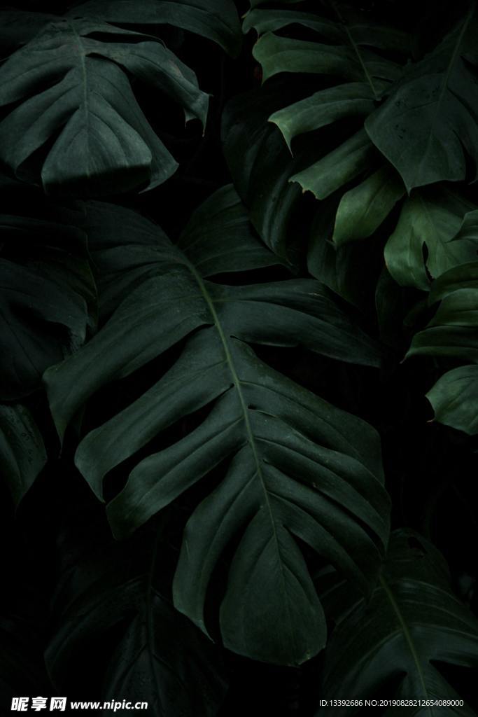 沉重 芭蕉葉 植物 綠葉