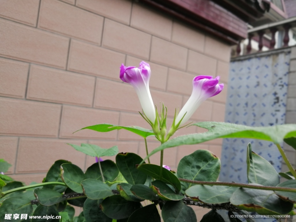 牽牛花