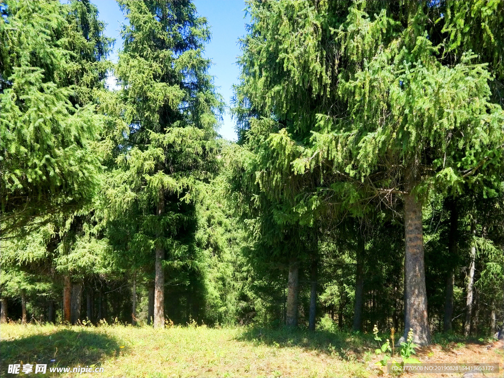 樹林
