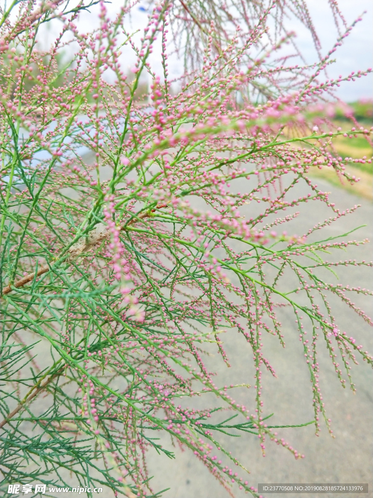 發芽