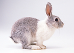 一只灰白色的可爱兔子