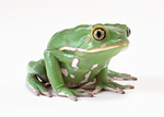 绿色斑纹的青蛙摄影