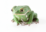 光滑皮肤的绿色青蛙
