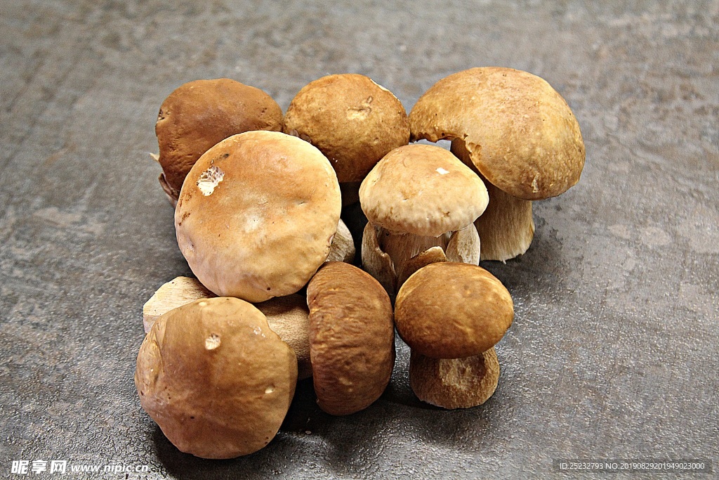 牛肝菌蘑菇苞