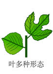 葉多種形態