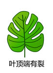 葉頂端有裂