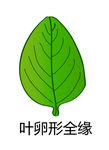 葉卵形全緣