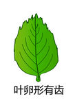葉卵形有齒