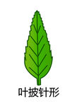 葉披針形