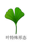 葉特殊形態  銀杏葉片