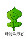葉特殊形態02