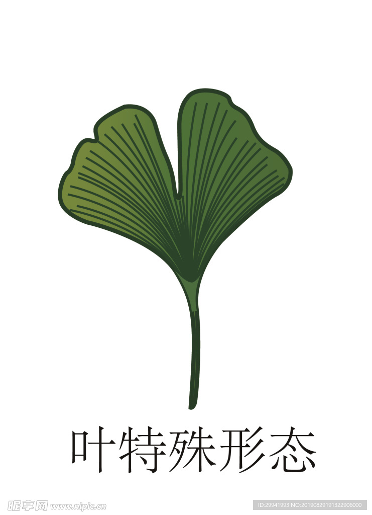葉特殊形態(tài)02