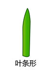 葉條形