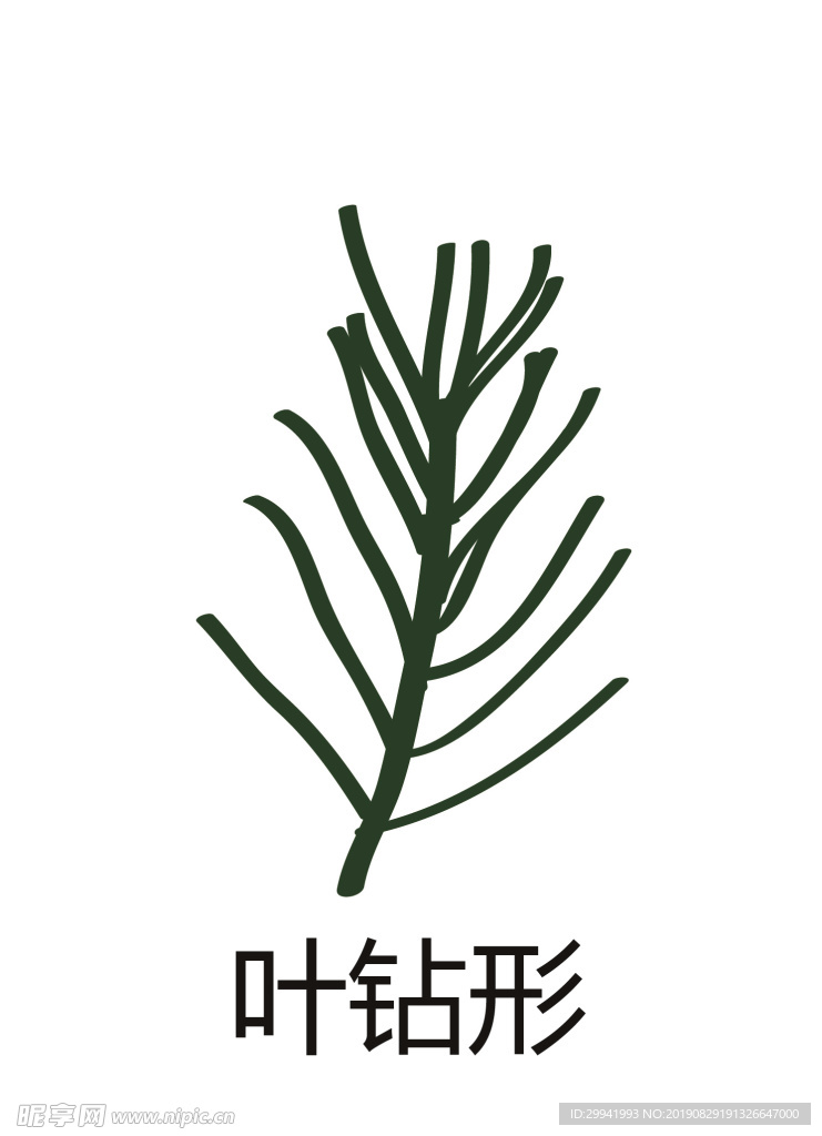 葉片  葉針形狀