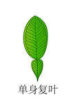 復葉
