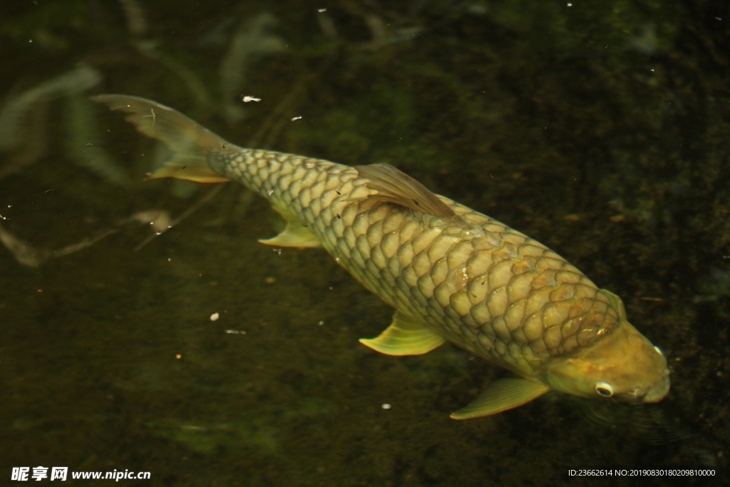 觀賞黃色魚
