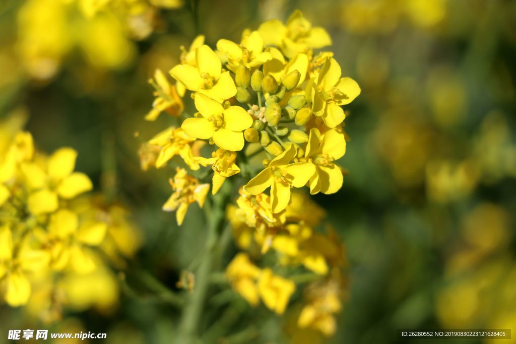 油菜花