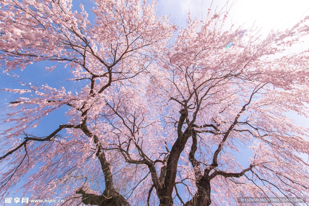 樱花树 天空 仰拍