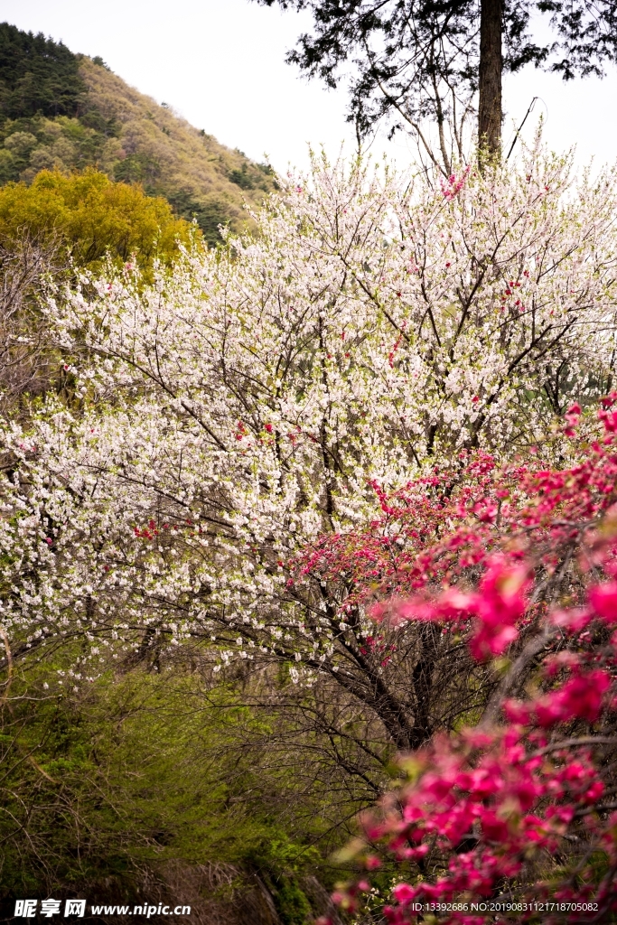 樱花 樱花树 红色 粉红 山林