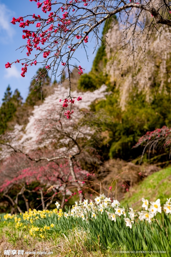 花園 櫻花 櫻花樹 花朵 公園