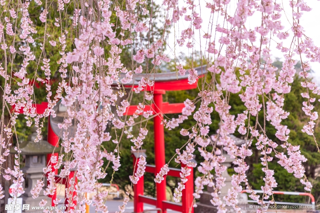 公园 樱花 樱花树 拱门