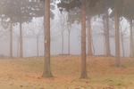 雾 雾气 森林 树林 秋